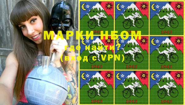 сатива Новозыбков
