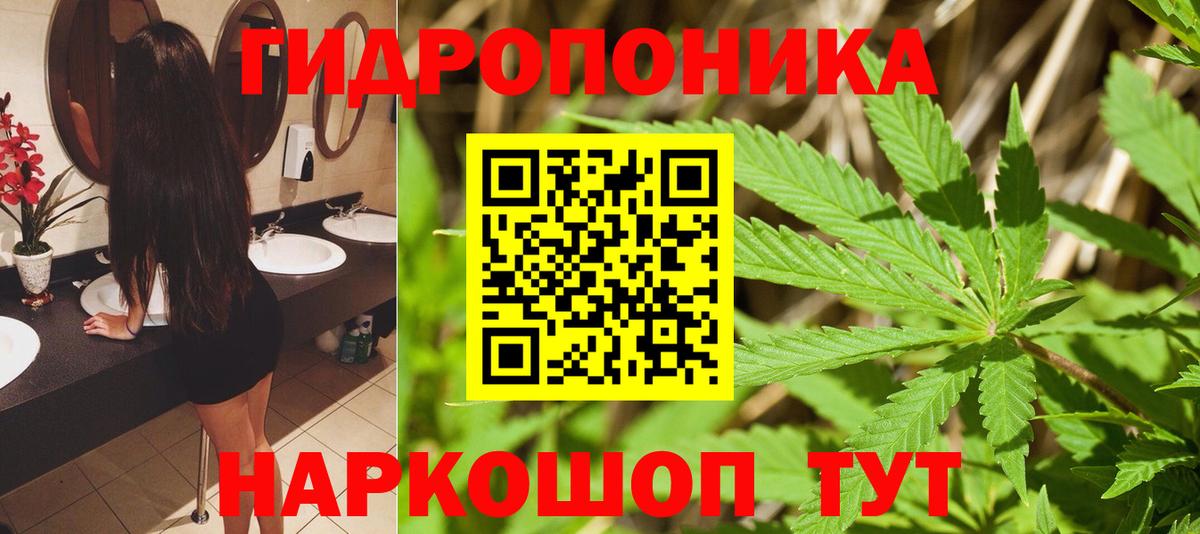 Канабис гибрид Новозыбков